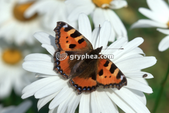 Papillon Vanessa urticae - gryphea.com